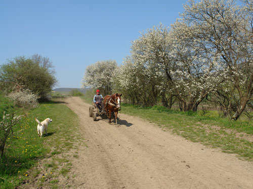 Foto pe ulita vaii Jernaului (c) Petru Goja